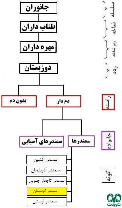 طبقه بندی گونه