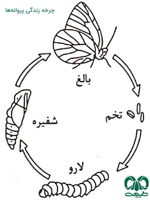 چرخه زندگی پروانه‌ها