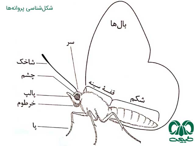 بدن پروانه