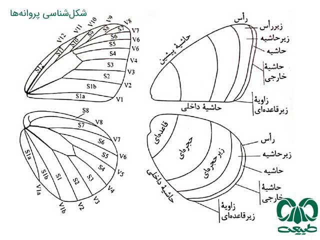 شکل شناسی پروانه‌ها