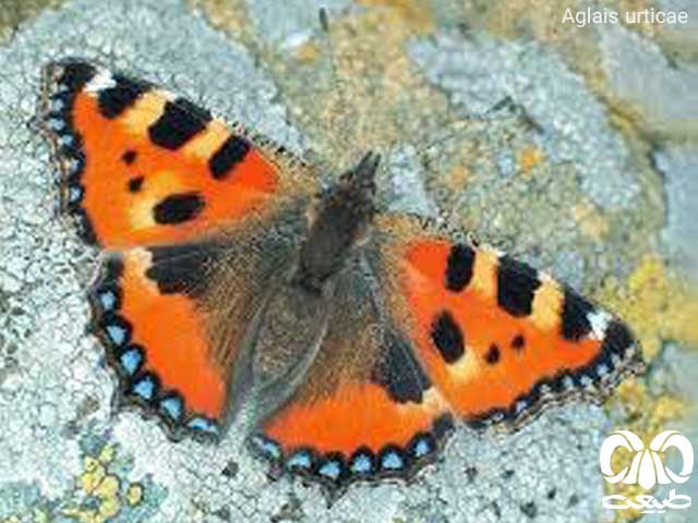 aglais urticae از خانواده پروانهها aglais urticae