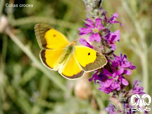 Colias crocea