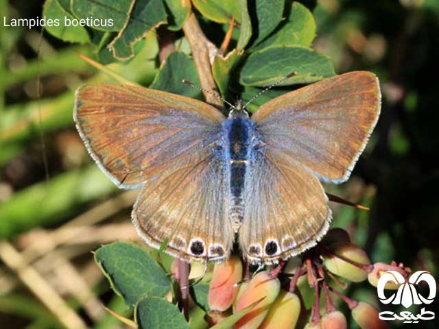 Lampides boeticus از خانواده پروانه ها Lampides boeticus