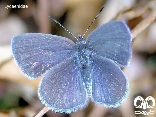 گونههایی از خانواده Lycaenidae هنگام غروب خانواده Lycaenidae