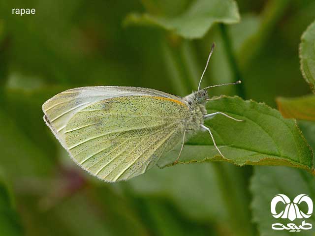 Pieris rapae از خانواده پروانه های چند نسلی