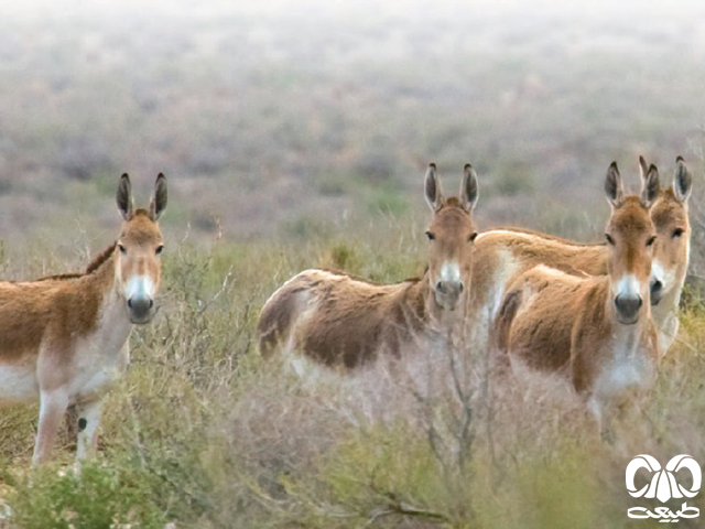 خانواده اسب و الاغ