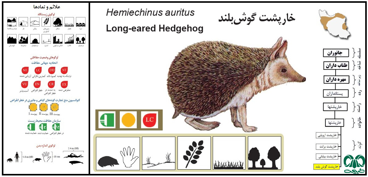 گونه خارپشت گوش بلند