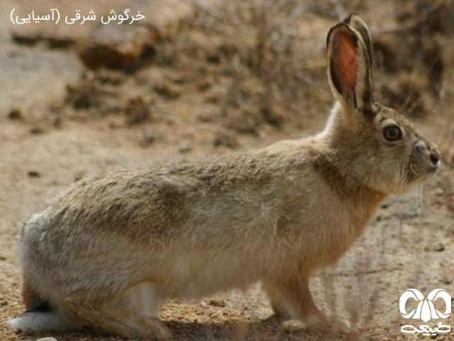 خرگوشهای ایران