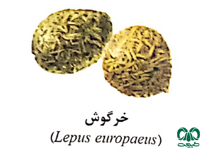 اندازه سرگین