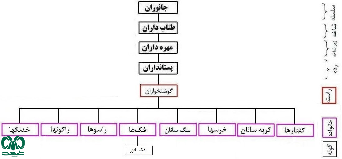 خانواده فک ها