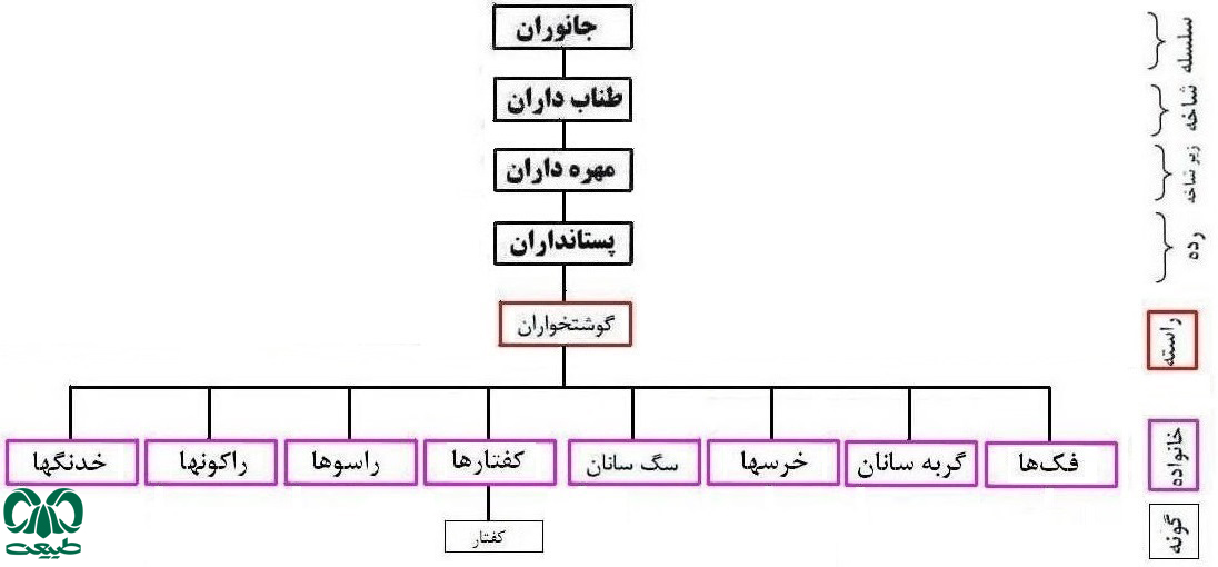 کفتار در ایران