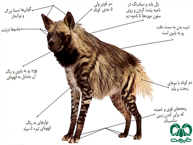  کفتارها لاشه‌خوارند