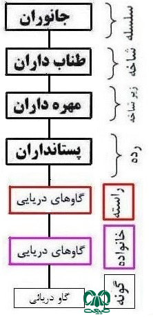 طبقه بندی گاوهای دریایی