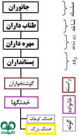 طبقه بندی گونه خدنگ بزرگ