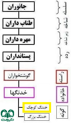 طبقه‌بندی گونه خدنگ کوچک