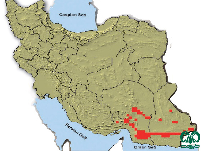 خرس سیاه آسیایی