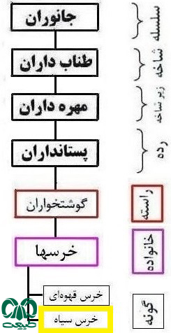 طبقه بندی گونه خرس سیاه