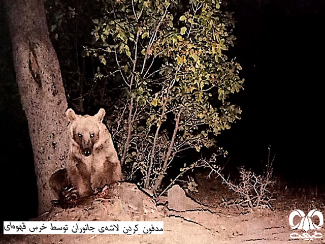 رفتار تغذیه از بقایای جانوران