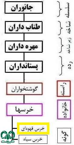 طبقه‌بندی گونه خرس قهوه‌ای