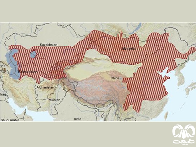 پراکندگی خرگوش شرقی در جهان