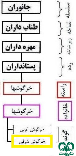 طبقه‌بندی گونه خرگوش آسیایی