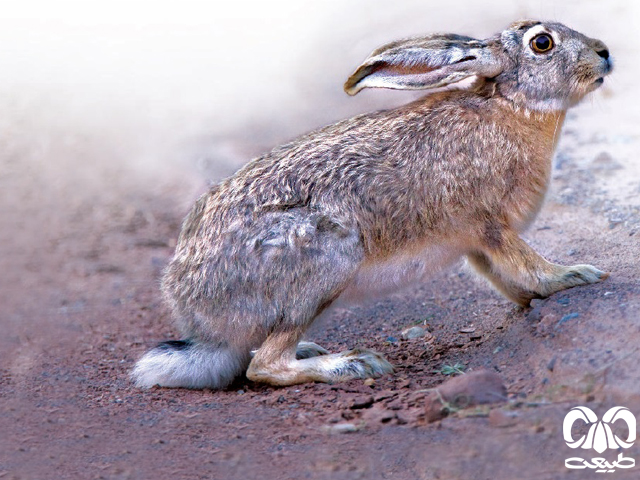 ویژگی‌های ظاهری خرگوش اروپایی