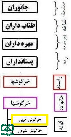 طبقه‌بندی گونه خرگوش