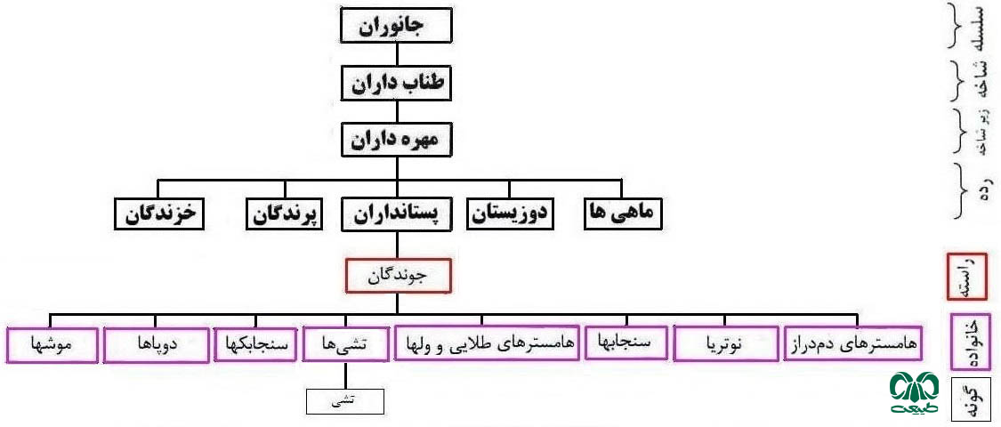 طبقه بندی خانواده تشی