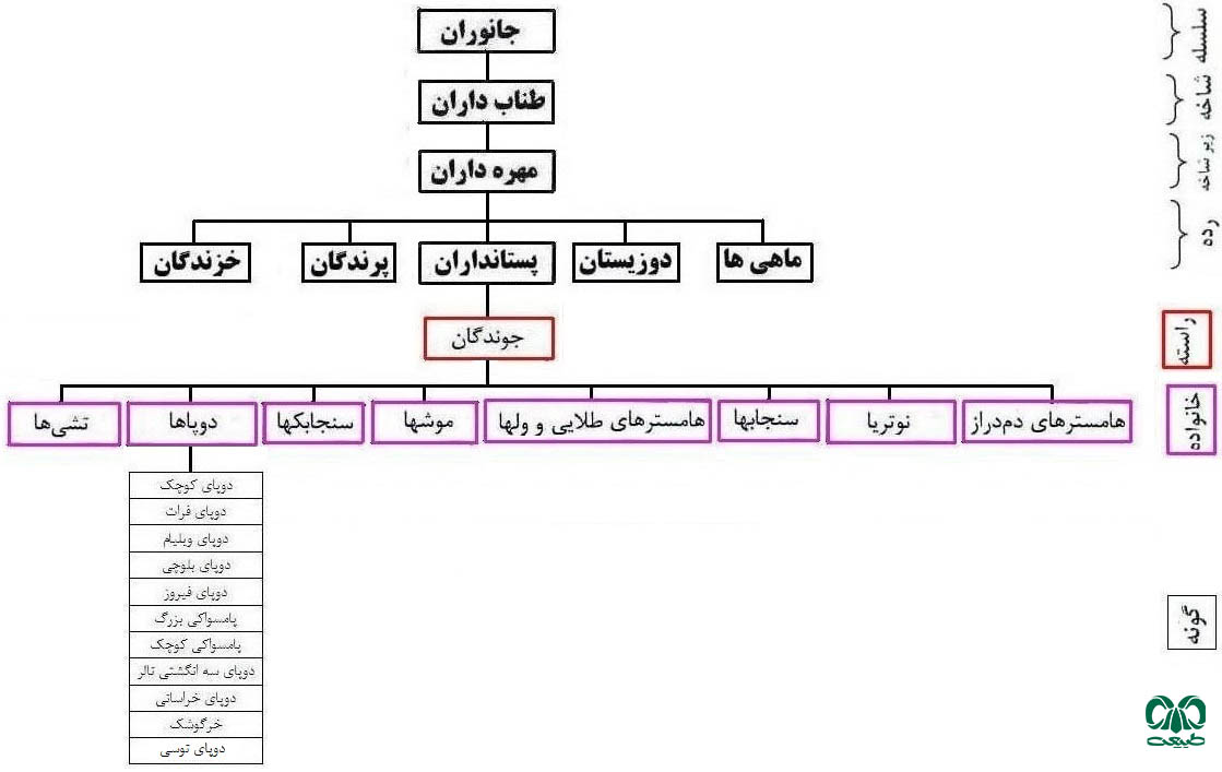 خانوده دوپاها