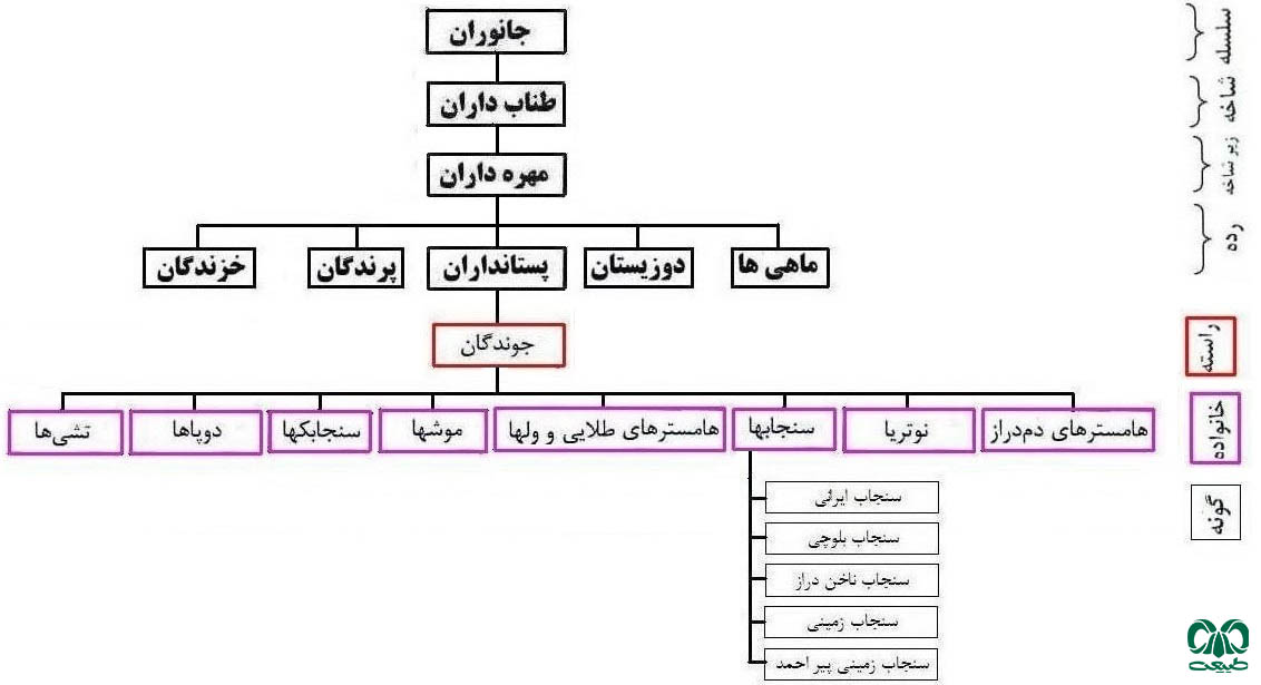 خانواده سنجاب ها در ایران