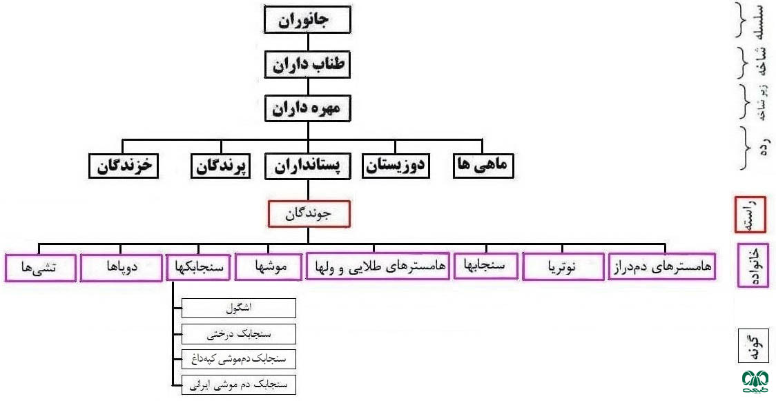 طبقه بندی خانواده سنجابک ها