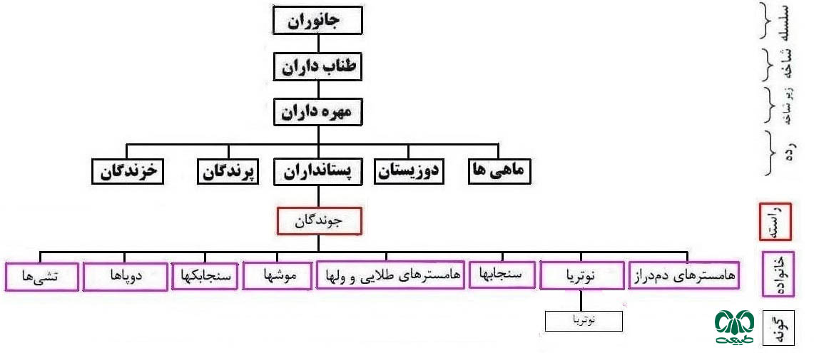 طبقه بندی خانواده نوتریا