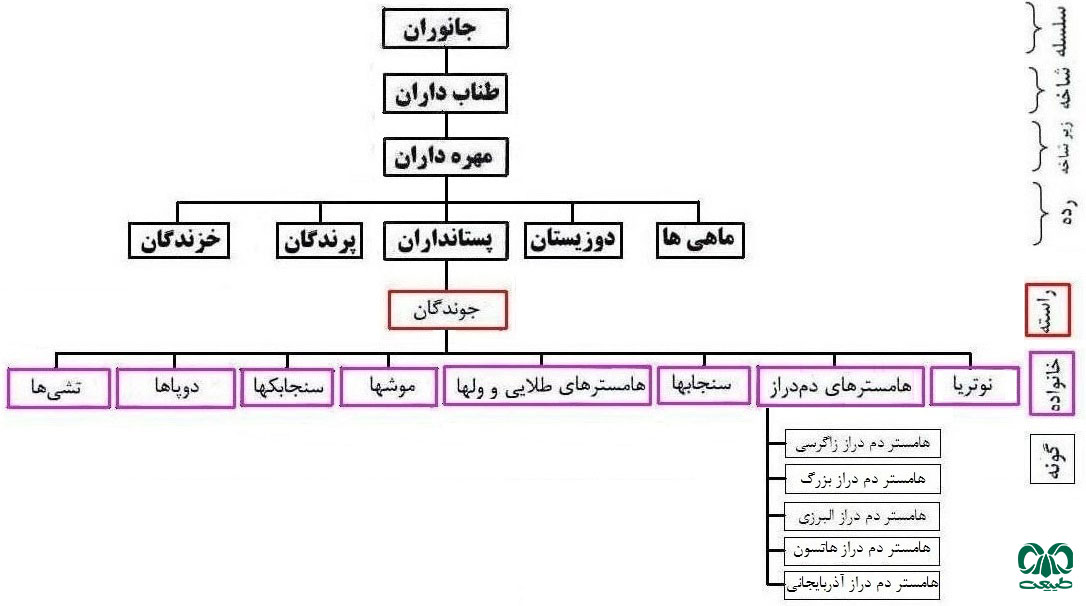 طبقه بندی خانواده همستر