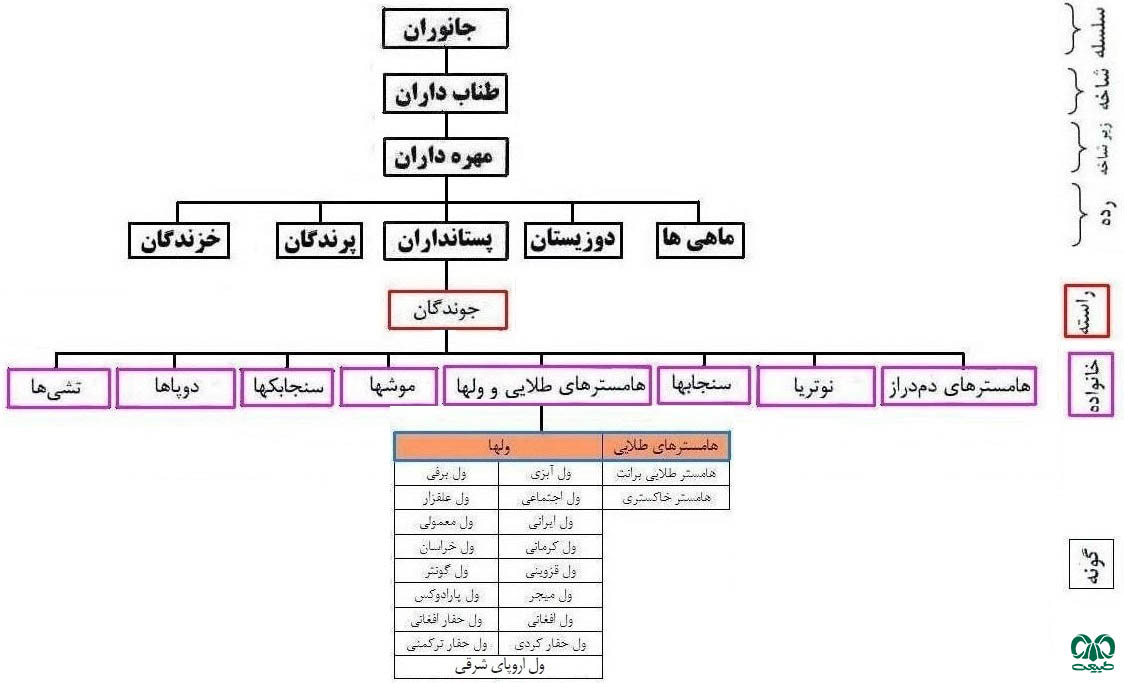 طبقه‎بندی خانواده