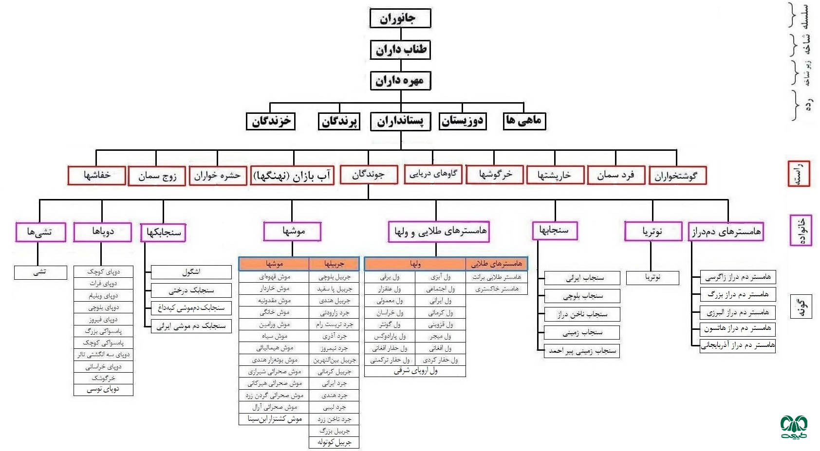 راسته جوندگان در ایران 