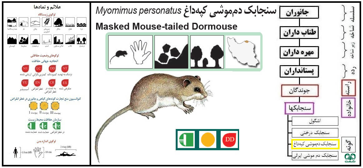 سنجابک دم‌ موشی کپه داغ