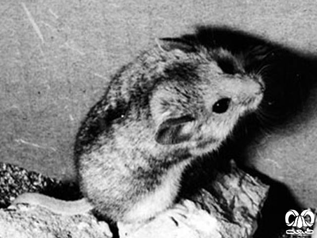 ویژگی‌های ظاهری گونه سنجابک دم‌ موشی کپه داغ