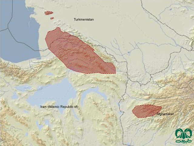 پراکندگی سنجابک دم موشی