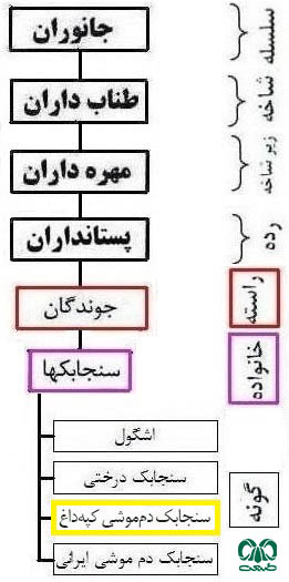 طبقه بندی گونه سنجابک دم‌ موشی کپه داغ