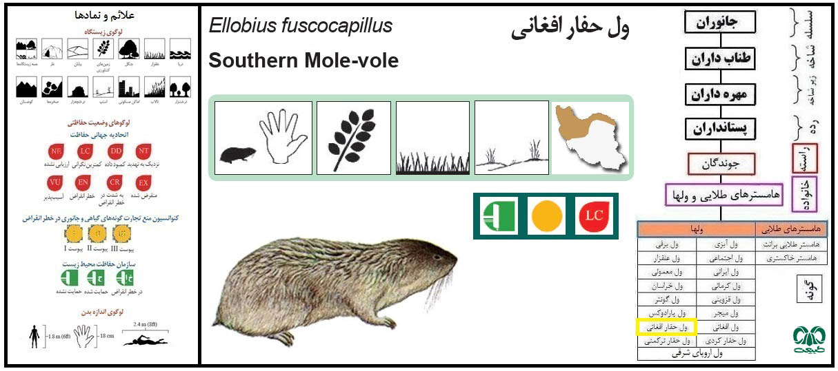 ول حفار افغانی