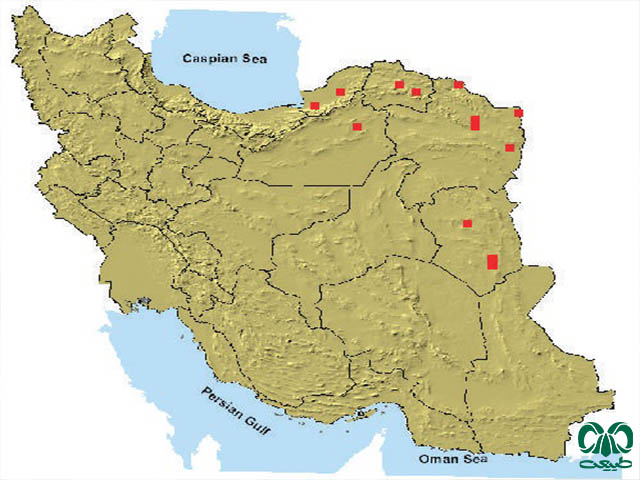  ول حفار افغانی در ایران