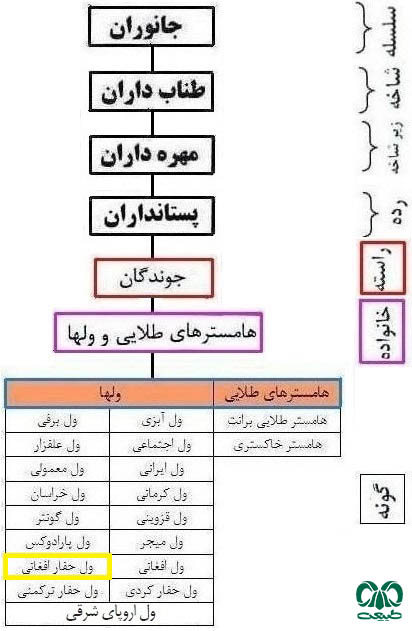 طبقه بندی گونه ول حفار افغانی