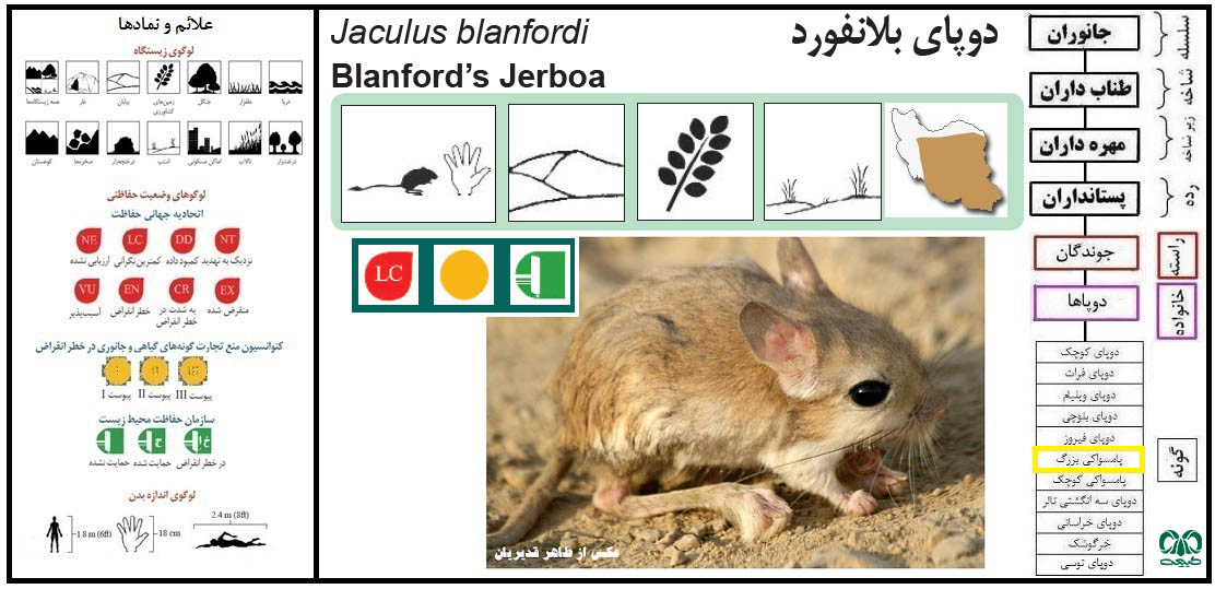 دوپای بلانفورد