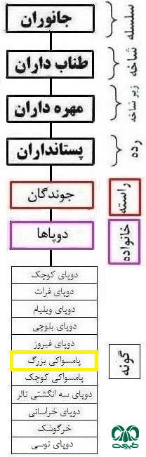 طبقه بندی گونه پامسواکی بزرگ