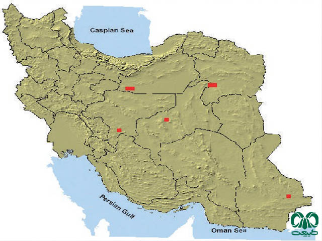 دوپای بلوچی در ایران