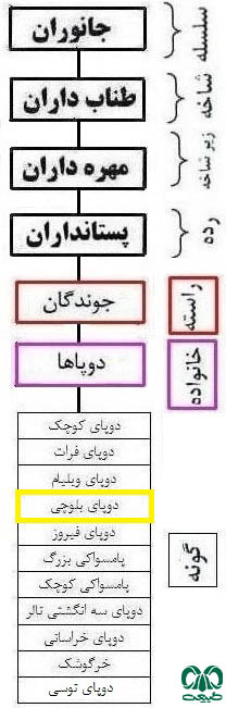 طبقه بندی گونه دوپای بلوچی