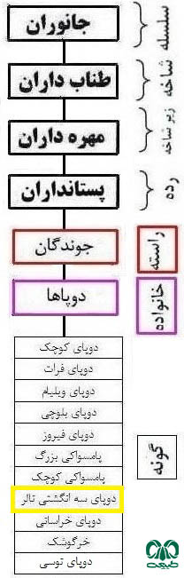 طبقه بندی گونه دوپای سه انگشتی تالر 