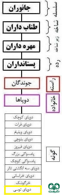 طبقه بندی گونه دوپای توسی