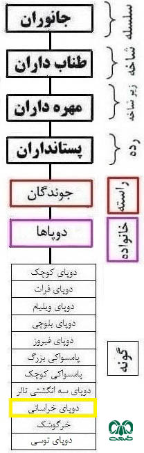 طبقه بندی گونه دوپای خراسانی