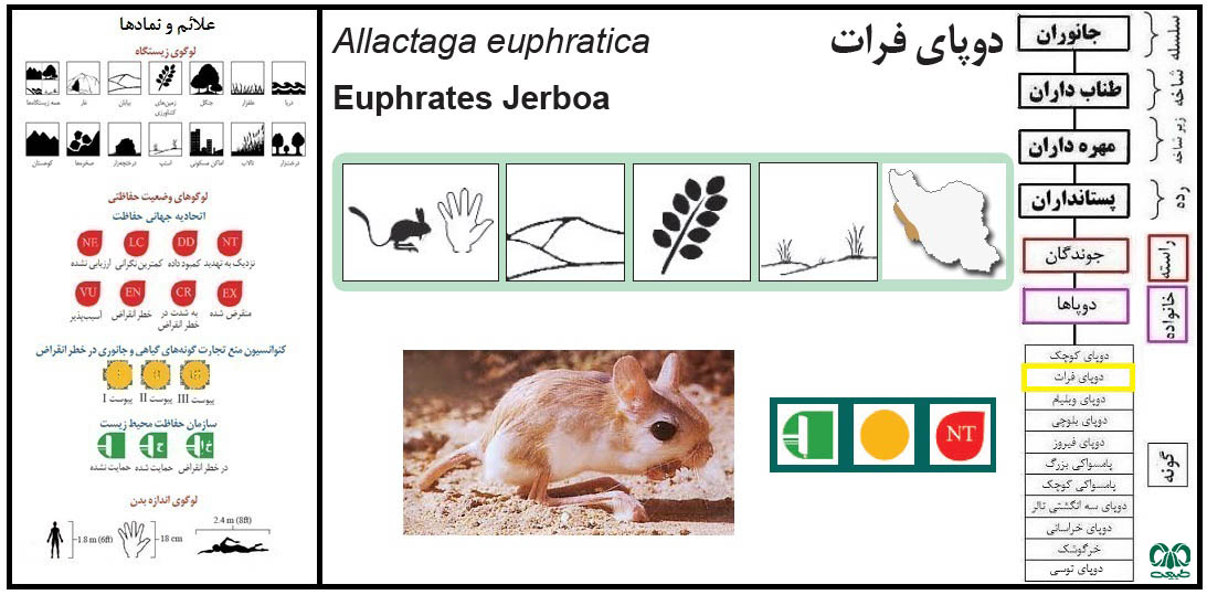 دوپای فرات